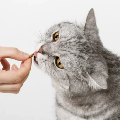 ALMO NATURE - Almo nature - croquettes holistic maintenance au poisson pour chat 2kg