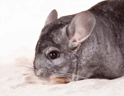 BEAPHAR - Sable à bain xtravital chinchilla 1.3kg