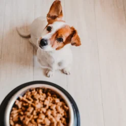 CARNILOVE - Carnilove - pâtées sans céréales canard pour chien 300g