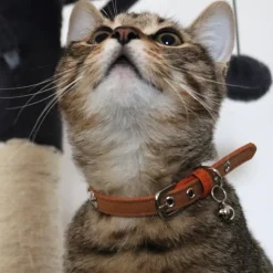 Collier chat star is born