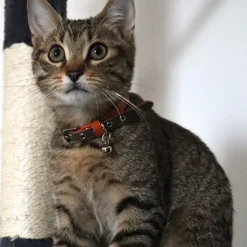 Collier chat star is born : kaki