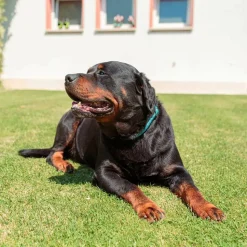 Collier semi-étranglé pour chiens sport extreme cs13/60, longe en nylon robuste, ajustable, azur-bleu