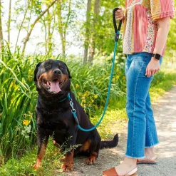 Collier semi-étranglé pour chiens sport extreme cs13/60, longe en nylon robuste, ajustable, azur-bleu