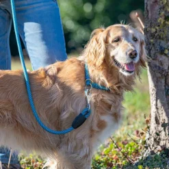 Collier semi-étranglé pour chiens sport extreme cs13/60, longe en nylon robuste, ajustable, rose-noir