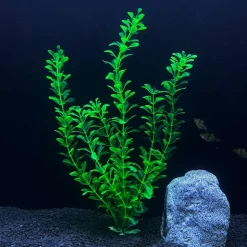 DOWNYPAWS - 5 ornements de plantes aquatiques artificielles pour aquarium de 30 cm