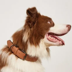 DOWNYPAWS - Collier réglable en cuir marron imperméable pour chiens de petite et moyenne taille