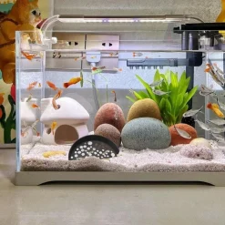 DOWNYPAWS - Décoration d'aquarium-grotte aux crevettes-- noires