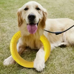 DOWNYPAWS - Disque Durable Pour Chien - Idéal Pour Entraînement, Tir à La Corde Et Natation