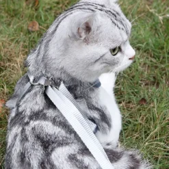 DOWNYPAWS - Ensemble de laisse pour chat l