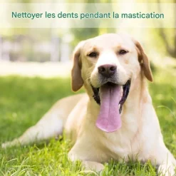 DOWNYPAWS - Jouets de tir à la corde