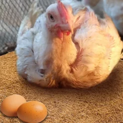 DOWNYPAWS - Tapis en fibre de noix de coco pour nid d'oiseau et animal de compagnie 50*50cm 5 pièces