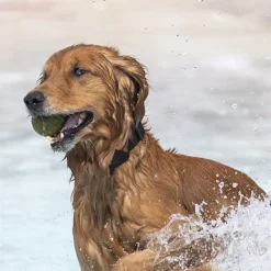 DTOPBUYAGE - Dtopbuyage collier de suivi pour animaux de compagnie