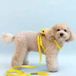 DTOPBUYAGE - Dtopbuyage sac à dos et laisse pour chien