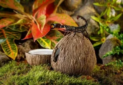 EXO TERRA - Cachette avec bol à eau noix de coco reptiles