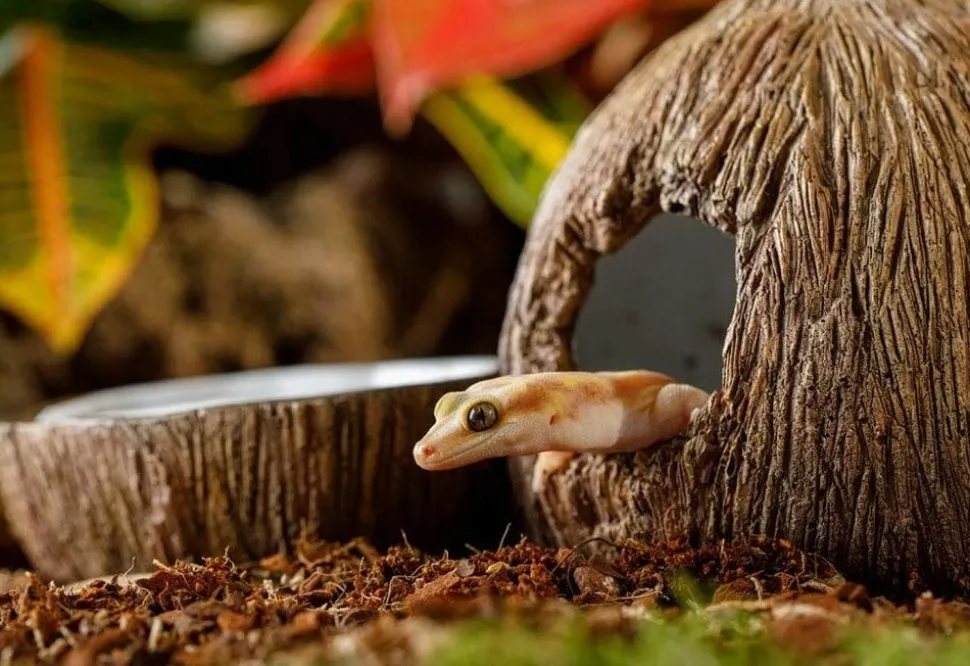 EXO TERRA - Cachette avec bol à eau noix de coco reptiles