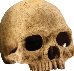 EXO TERRA - Crane primate décoration reptile amphibien grand