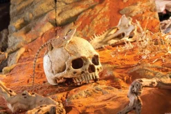 EXO TERRA - Crane primate décoration reptile amphibien grand