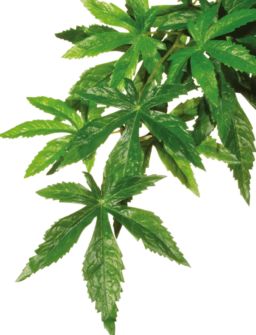 EXO TERRA - Plantes rainforest à suspendre feuillage abutilon grand