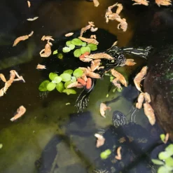 JBL - Crustarus, alimentation pour tortues d’eau : 250ml