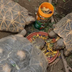 JBL - Florsil, alimentation pour tortues terrestres : 250ml