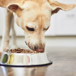 PARIS PRIX - Gamelle anti-glouton chien & chat "inox" 30cm argent