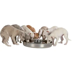 TRIXIE - Écuelle pour chiots, ø 38 cm, 4 litres, pour chien
