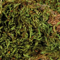 TRIXIE - Mousse pour terrarium, 200 g, substrat pour terrariums humides.